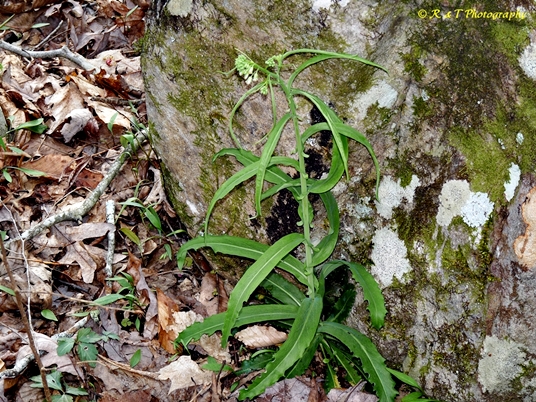 {Boechera laevigata}